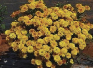 chysanthemum